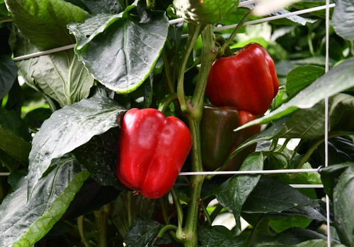 Calidad y rentabilidad garantizadas con Corozal y Meridiem Seeds