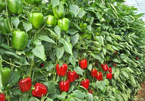 Txeco, la nueva joya del pimiento California temprano de Sakata Seeds