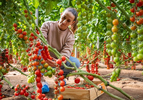 BASF | Nunhems demuestra que “a veces puedes tenerlo todo en tomate”