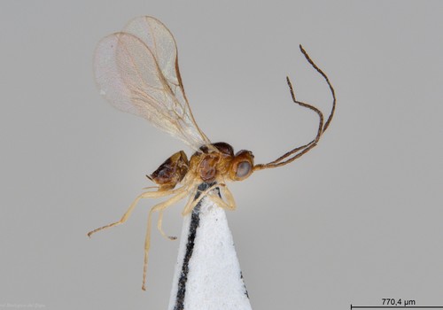 Un estudio de la Junta identifica un nuevo parasitoide del minador, plaga responsable de crecientes daños en horticultura protegida de Almería
