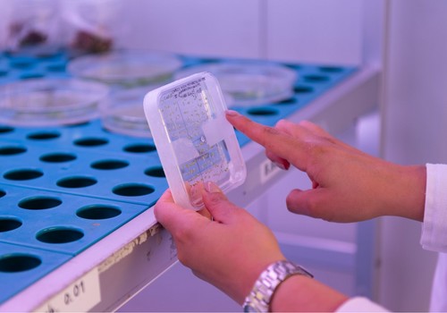 El reloj biológico que regula la vida de las plantas afecta de forma distinta a cada tipo de célula