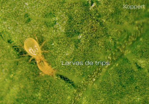 Koppert muestra en Infoagro Exhibition su liderazgo frente a Parvispinus y Scirtothrips