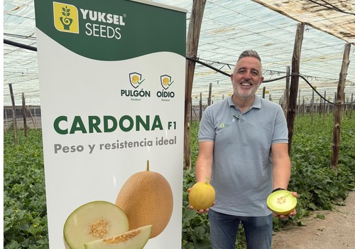 Yuksel muestra en campo su melón galia Cardona de elevada productividad y resistente a oídio y pulgón