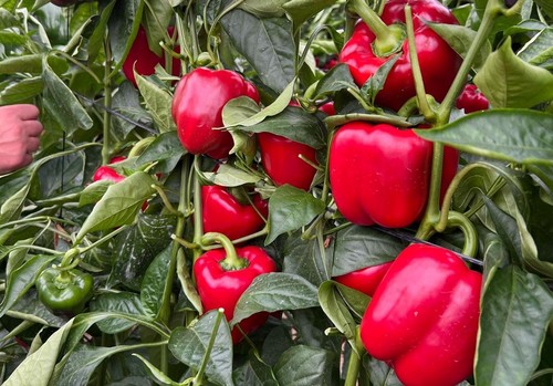 Nuevas variedades en tomate y pimiento California rojo: las cartas de Yuksel Seeds para la campaña 2025