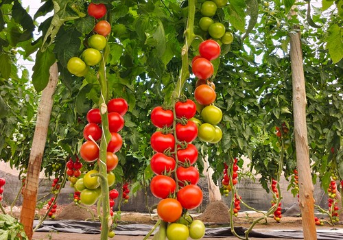 ‘Universo Intersemillas’ llega a Infoagro para mostrar su excelencia agrícola