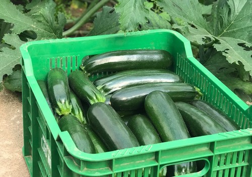 La exportación de frutas y hortalizas frescas en el primer trimestre creció un 5% y la importación un 15%