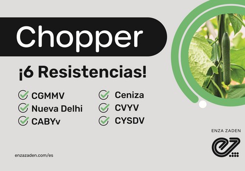 Enza Zaden continúa en la vanguardia de la innovación en resistencia en el cultivo de pepino incorporando Chopper a su porfolio