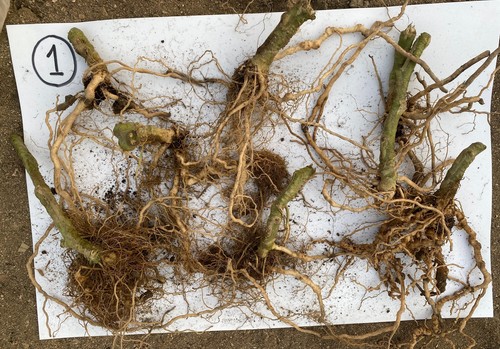 DRTX6695 y VYNYTY® Tuta Press dan la cara contra los nematodos y la Tuta absoluta
