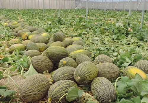 El Ministerio de Agricultura analiza con el sector las buenas perspectivas de la campaña de fruta de verano