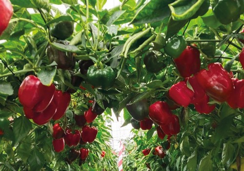 Harmoniz, pimientos únicos para ‘enamorar’ al consumidor