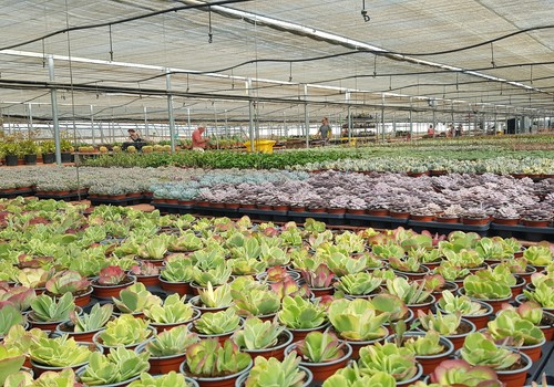 Almería impulsa el cultivo de cactus y suculentas como símbolo de resistencia vegetal
