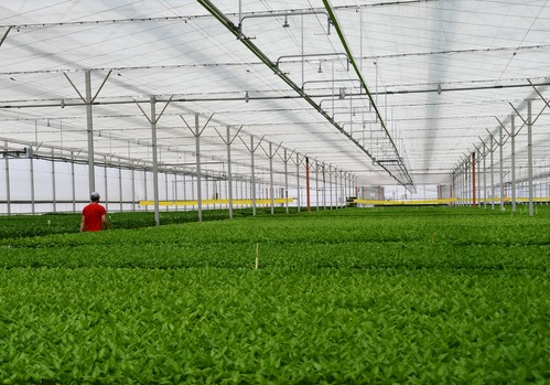 Campoejido bate récord y suministra 34 millones de plántulas de pimiento