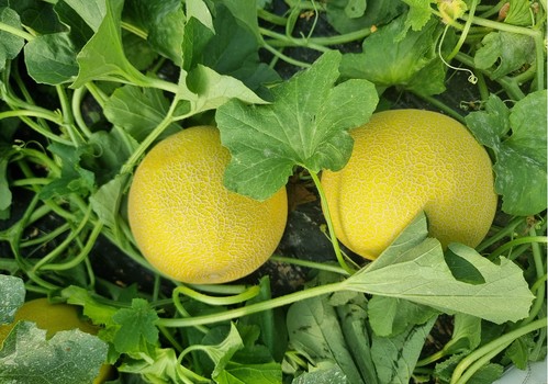 Dulce y con resistencias: así es HMC 463062, el nuevo melón galia de HM.CLAUSE