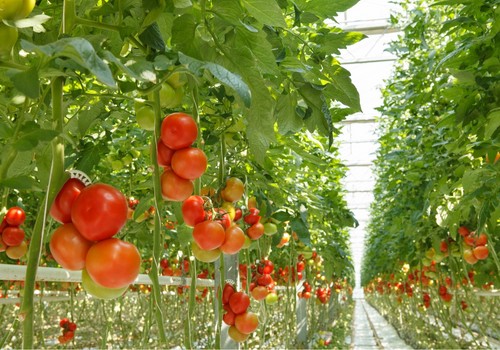 La Junta solicita al Estado que corrija la reducción de módulos de IRPF de 2024 para apoyar al sector agrario como merece