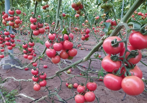 Hort Seed Mediterrani, años de innovación en la mejora del tomate del tipo penjar