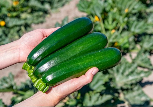 Gautier Semences destaca en Infoagro 2025
