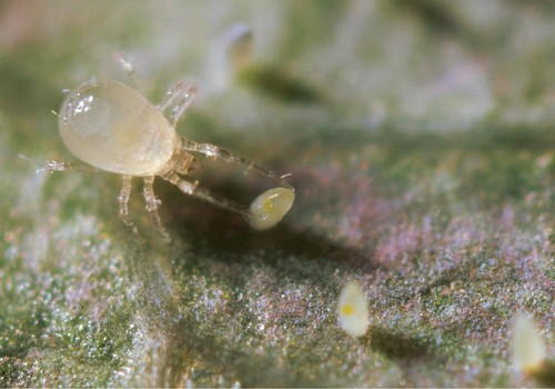 Koppert confirma su liderazgo frente a nuevas especies de trips