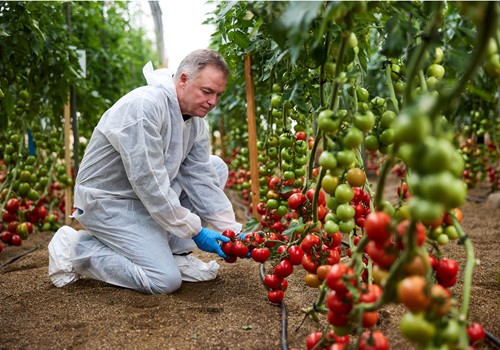 Harmoniz redobla esfuerzos para ampliar su gama de tomate con resistencia al rugoso