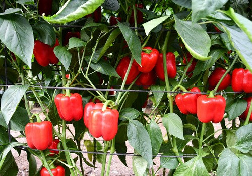 Gama OlimpΩ : fácil manejo, rusticidad, producción y calidad de fruto