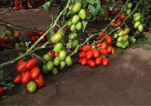 Batalla: el tomate pera de gran calibre que planta cara al virus del rugoso