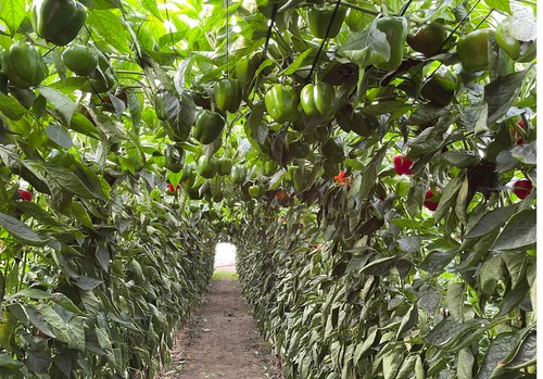 Los Californias de Top Seeds no decepcionan