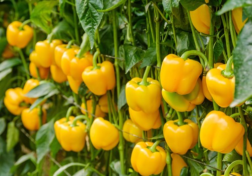 El catálogo de pimiento de Syngenta unifica en calidad y matiza en calibre y fecha de trasplante