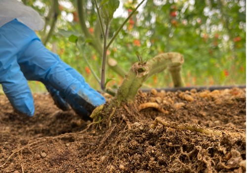 Interceptor y Carbonite, soluciones para un cultivo eficiente y resistente