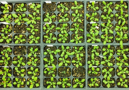 Desarrollan una técnica para obtener vacunas más eficaces para plantas sin modificar sus genes