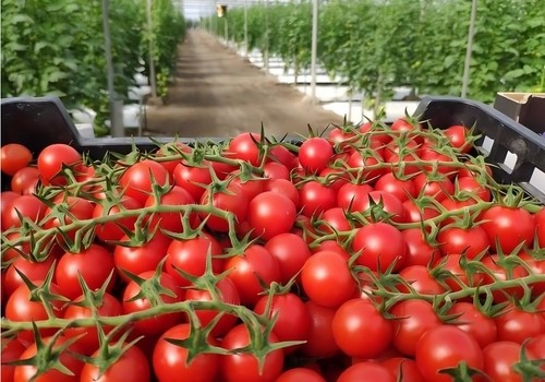 COAG pide en la UE que la aplicación de la sentencia que declara ilegal el acuerdo con Marruecos no perjudique a los agricultores españoles