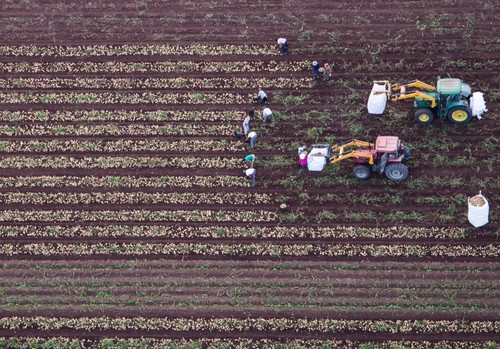 La Junta recibe más de 209.500 Solicitudes Únicas de ayudas de la Política Agraria Común para 2025