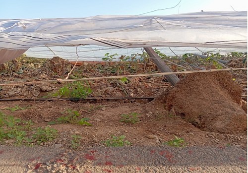 La Junta de Andalucía activa ayudas por 47,8 millones para agricultores y ganaderos afectados por la DANA y la sequía