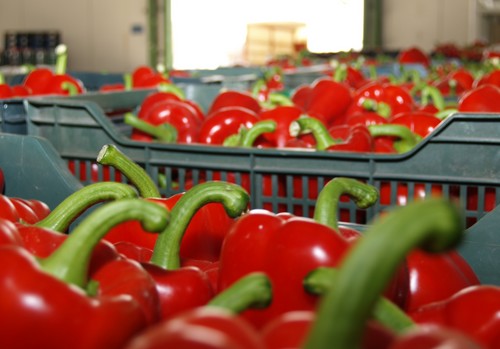 La exportación hortofrutícola de España a la UE pasa de 4,9 a 13,5 millones de toneladas en 40 años