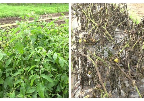 Nuevas herramientas para un sector clave: Corteva introduce una solución para mejorar la protección de la patata y el tomate