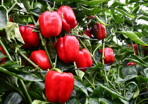 El pimiento no frena su caída en las pizarras de las subastas