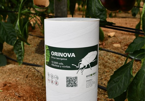 Entonova presenta su nuevo formato de Orinova, ahora de 12.000 individuos