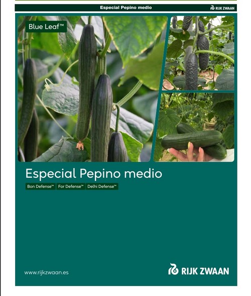 Pepino medio de Rijk Zwaan