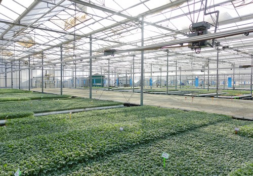 Saliplant afianza su crecimiento en Almería gracias a su producción segura y cercanía comercial