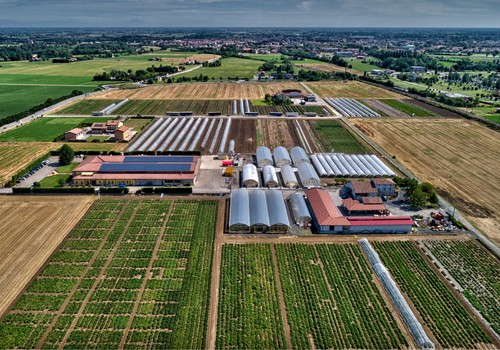 Nace 'Panora', la nueva empresa de semillas hortícolas que integra ISI Sementi, Top Seeds International y Totam Seeds