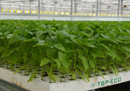Tecnobioplant ofrece experiencia, profesionalidad y productos de calidad
