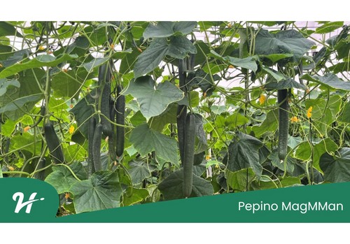 Hazera amplía su catálogo de pepino con MagMMan: la variedad ideal para ciclos medios a partir de septiembre