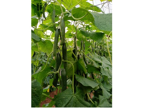 LEZO, el pepino Almería de SURSEEDS que asegura máxima producción en primavera y verano