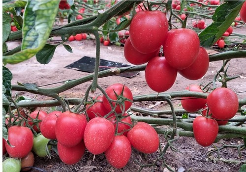 La campaña llega a final de junio dando un 'tirón' a los precios