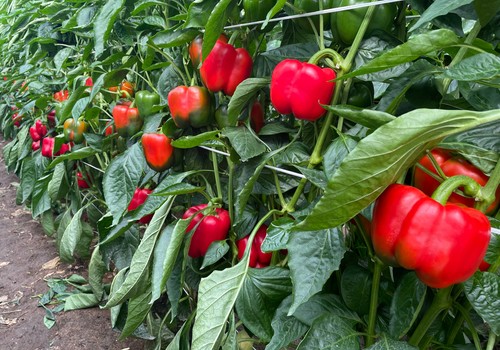 Las exportaciones andaluzas de frutas suben de enero a marzo más de 110 millones de euros con respecto a 2024