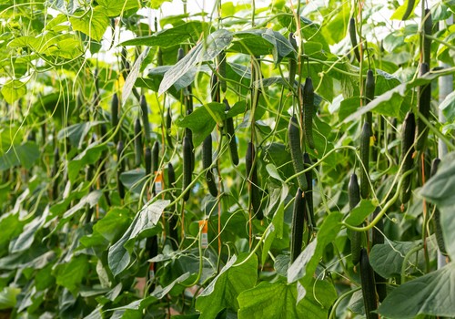 Caspio y Calado: el doble de opciones para el agricultor, misma calidad para el consumidor