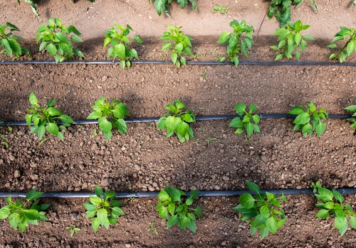 El calor activa la presencia de plagas en las primeras plantaciones de pimiento