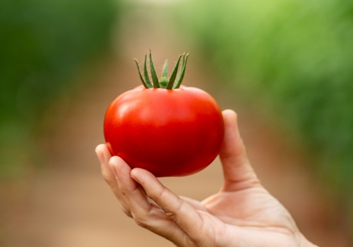 Palmeo, el tomate suelto con precocidad, entrenudo corto y resistencias