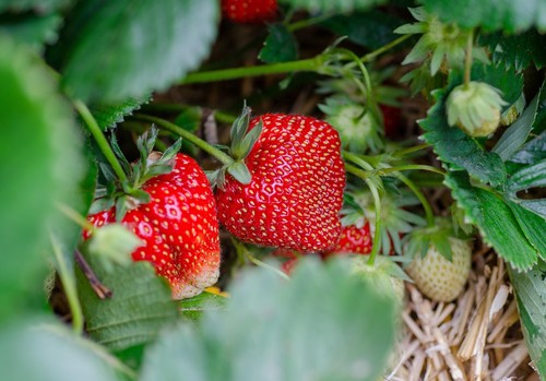 Un proyecto europeo fabricará bioenvases alimentarios a partir de desperdicios de fresas