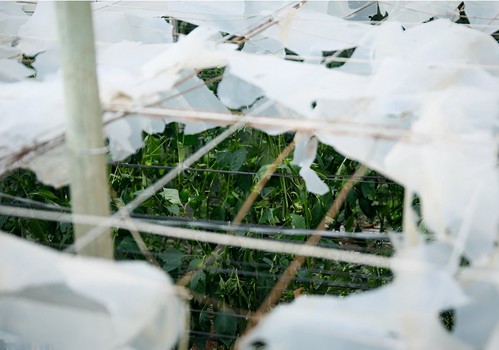 La Junta incentiva los seguros agrarios con casi 17 millones en ayudas