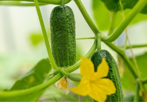 El pepino registra una buena subida de precios con el español rozando los 1,50 euros el kilo