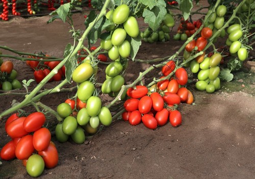 Batalla, el tomate pera de gran calibre de Meridiem Seeds que desafía al virus del rugoso